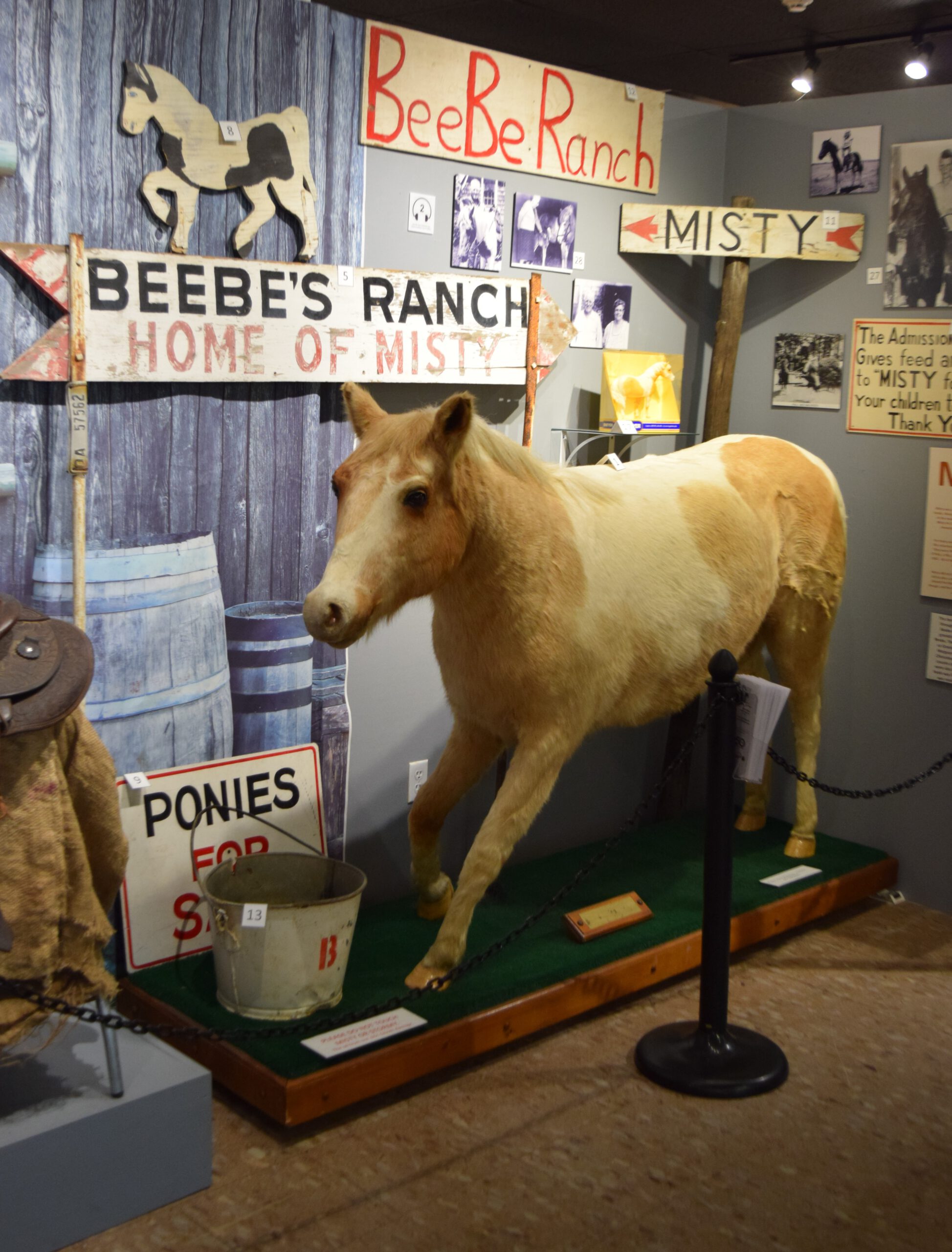 Misty in current museum exhibit